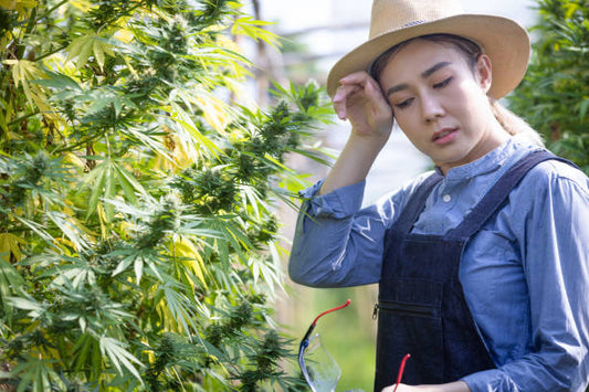 Finding the Perfect Cannabis Strain: A Comprehensive Guide to Match Your Needs