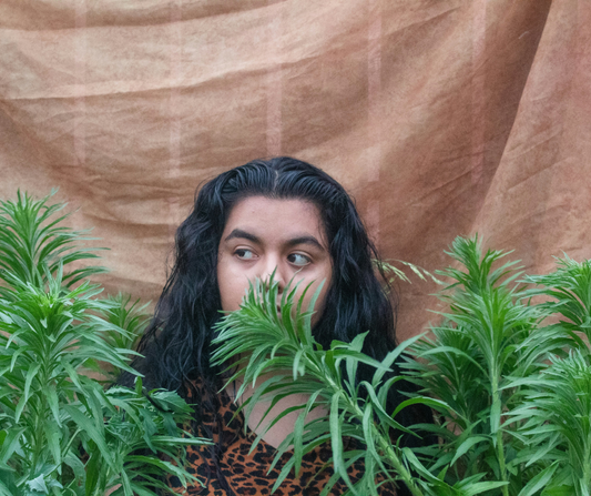 The Difference Between Sativa, Indica, and Hybrids Explained Simply: A Beginner’s Guide to Cannabis Strains