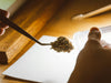 Understanding Terpenes in Cannabis: Why Cannabis Smells, Feels, and Heals Differently