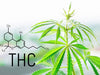 Hybrid Strains Explained: Balancing Sativa and Indica Effects