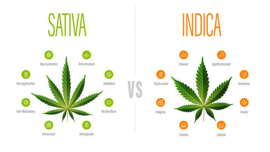 Indica vs. Sativa: Understanding the Differences