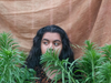 The Difference Between Sativa, Indica, and Hybrids Explained Simply: A Beginner’s Guide to Cannabis Strains