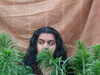 The Difference Between Sativa, Indica, and Hybrids Explained Simply: A Beginner’s Guide to Cannabis Strains