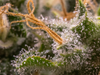 What are Cannabis Trichomes and How Do They Benefit You?