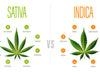 indica, cannabis, strain, flowers
