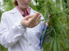 Cannabis and Sleep: Exploring the Relationship Between THC and Insomnia